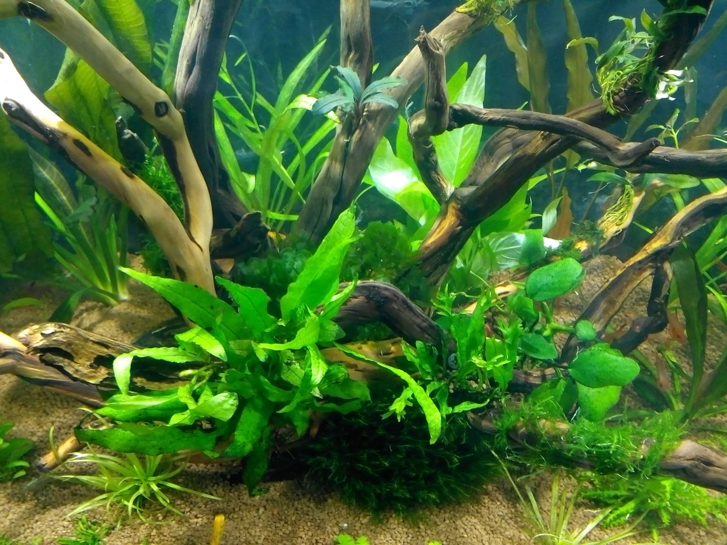Светолюбивые растения на корягу в аквариуме