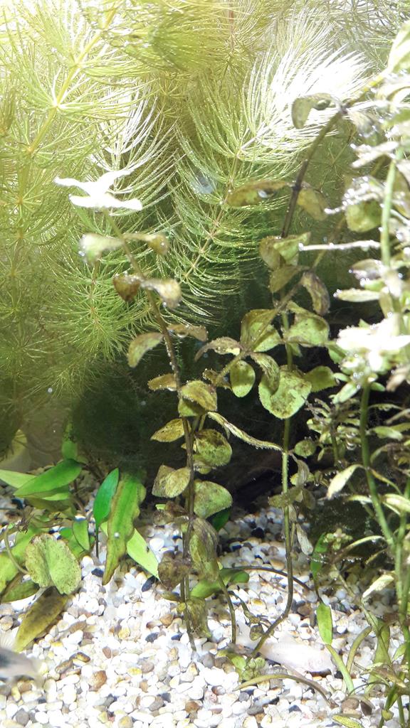 Почему чернеют растения в аквариуме