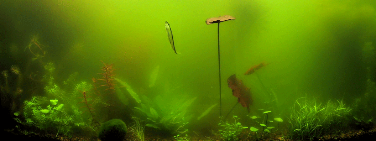 Почему вода в аквариуме быстро зеленеет? Возможные причины и способы борьбы