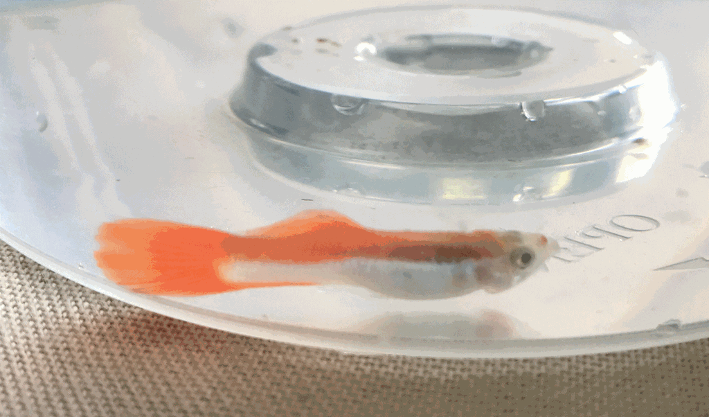 Рыбка плавает на боку либо вверх брюшком: возможные причины и выход из ситуации