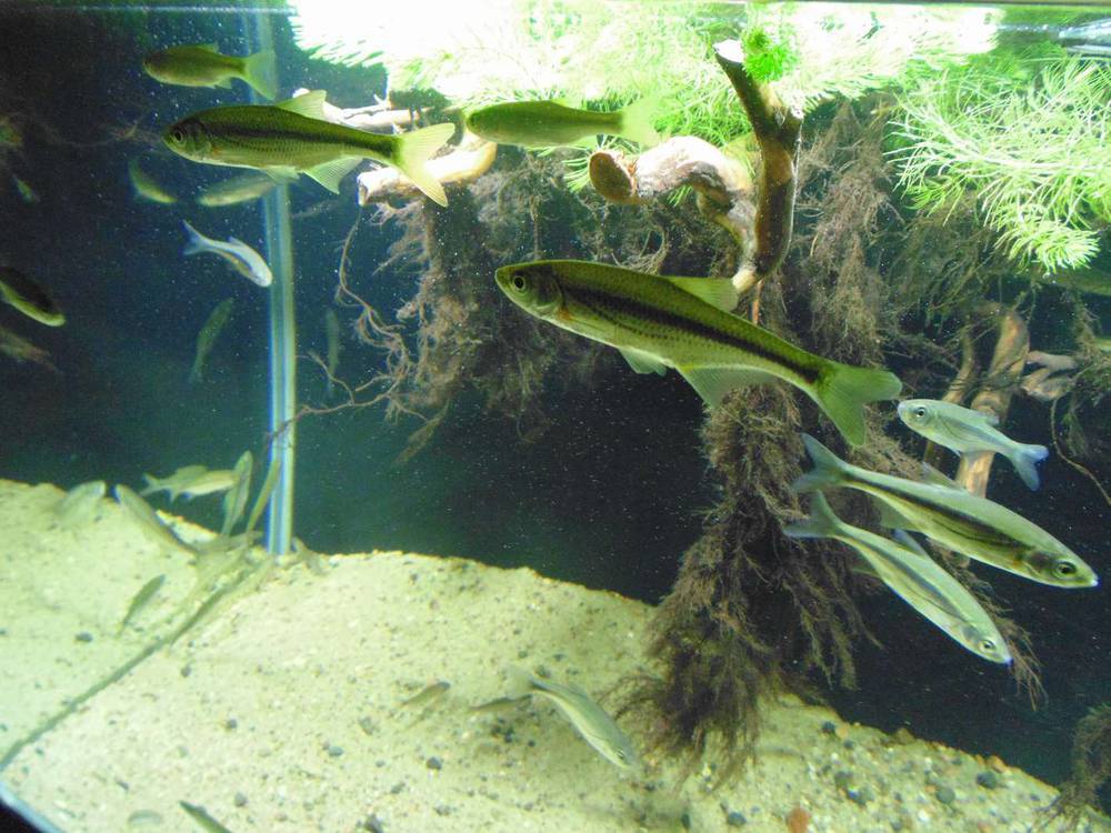 Содержание речных рыб российских водоемов в аквариуме