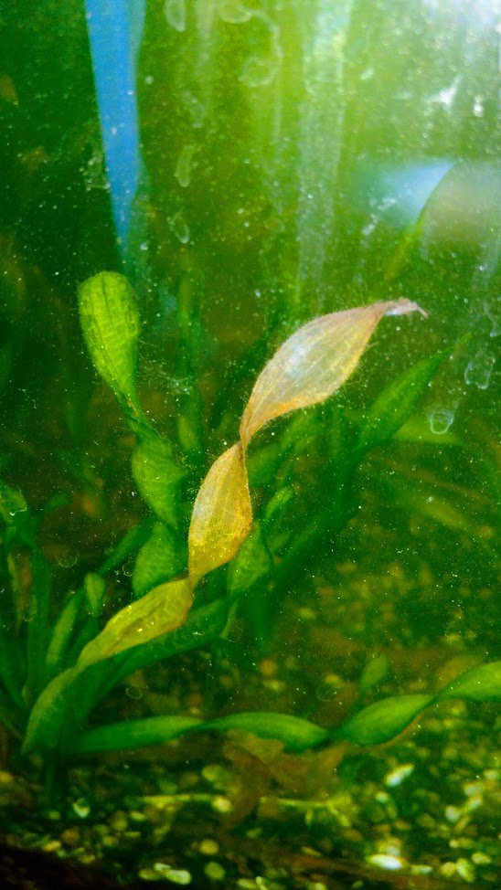Почему желтеет аквариум. Болезни аквариумных растений. Болезни аквариумных водорослей. Дырки на растениях в аквариуме. Фотографии поражений аквариумных растений.