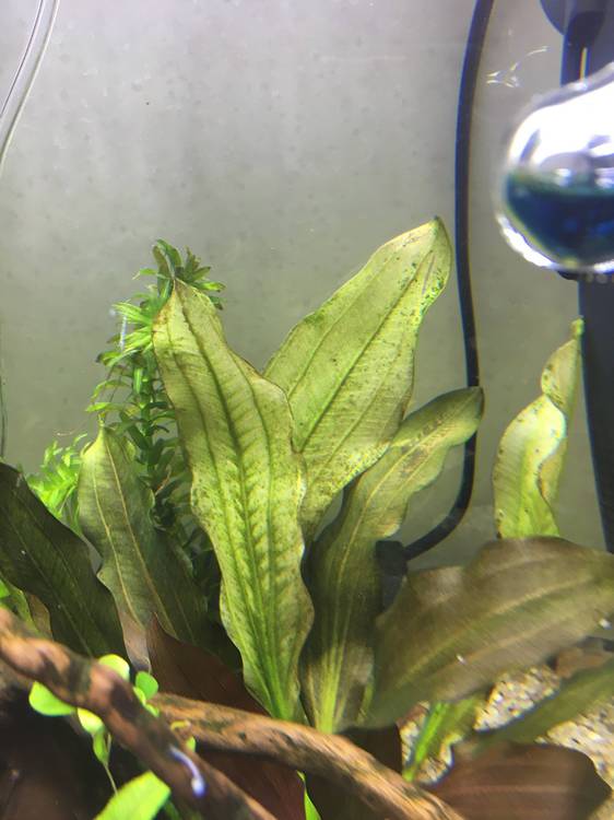 Ксенококус в аквариуме на растениях