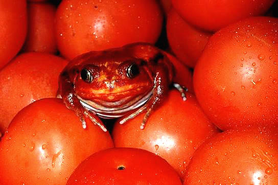 Лягушка помидор на помидорах