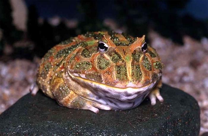 Рогатая жаба