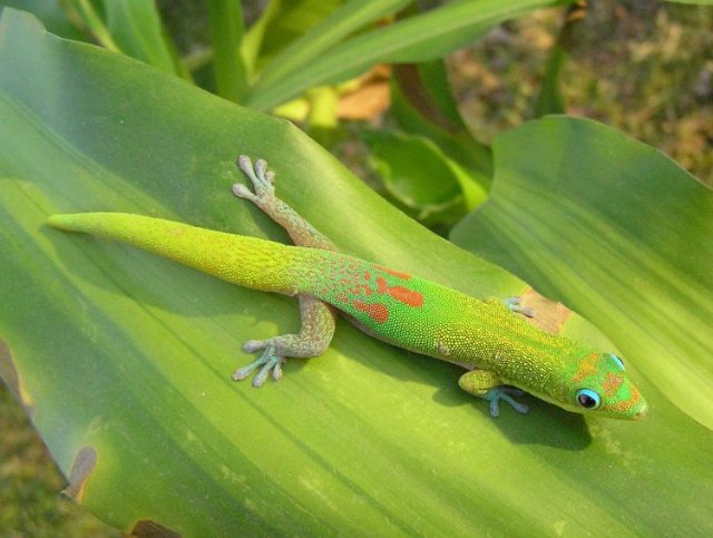 Мадагаскарский дневной геккон фото