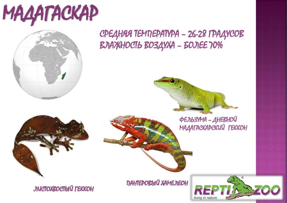 содержание рептилий Мадагаскара