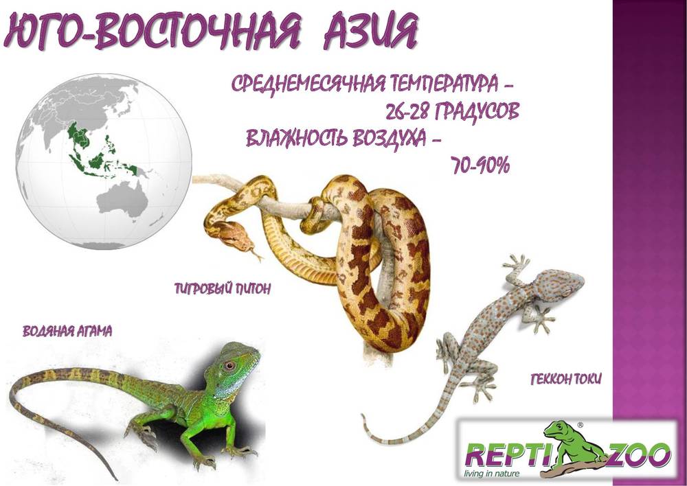 содержание рептилий юго-восточной азии