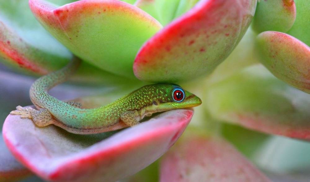 Мадагаскарский дневной геккон красивое фото