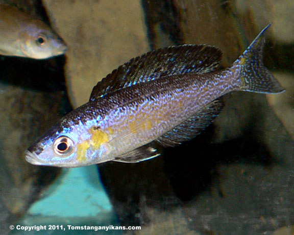 Cyprichromis Microlepidotus Mboko (Young Male).jpg