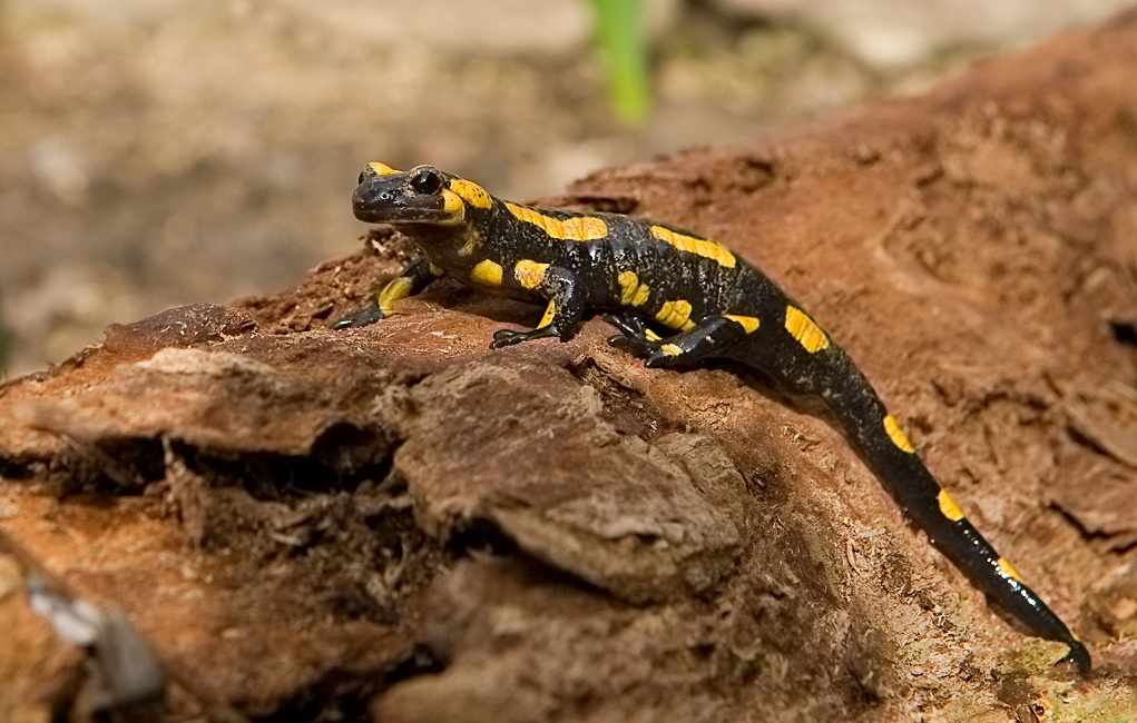 Черно желтая ящерица. Огненная саламандра. Огненная саламандра Salamandra Salamandra. Огненная пятнистая саламандра. Саламандра — Огненная ящерица.