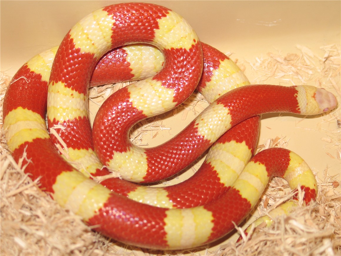 Красно желтая змея. Молочная змея Нельсона альбинос. Молочная змея Нельсона Albino (Lampropeltis Triangulum nelsoni). Молочная змея Lampropeltis Triangulum. Королевская змея Нельсона (альбинос).