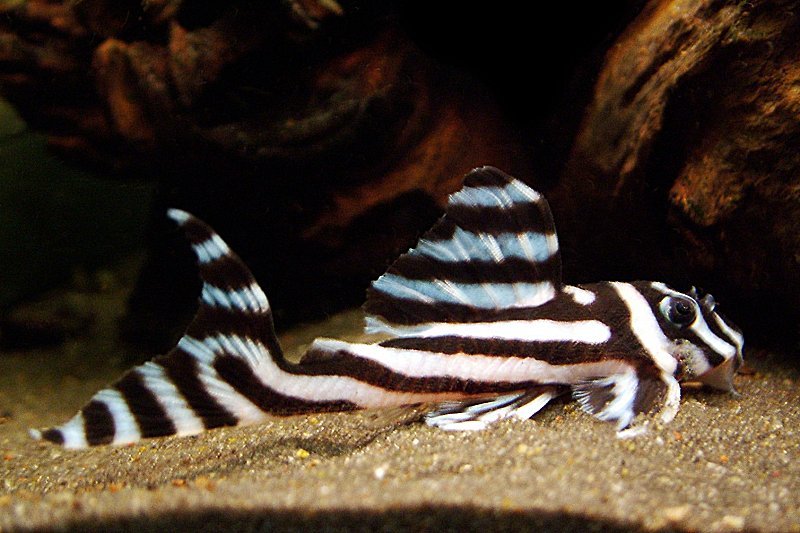 Hypancistrus-Zebra-Zebra-Pleco-046-Informaiton-caresheet-wiki-Zebra-Pleco-046-for-sale-and-where-to-buy-AquaticMag-3.jpg
