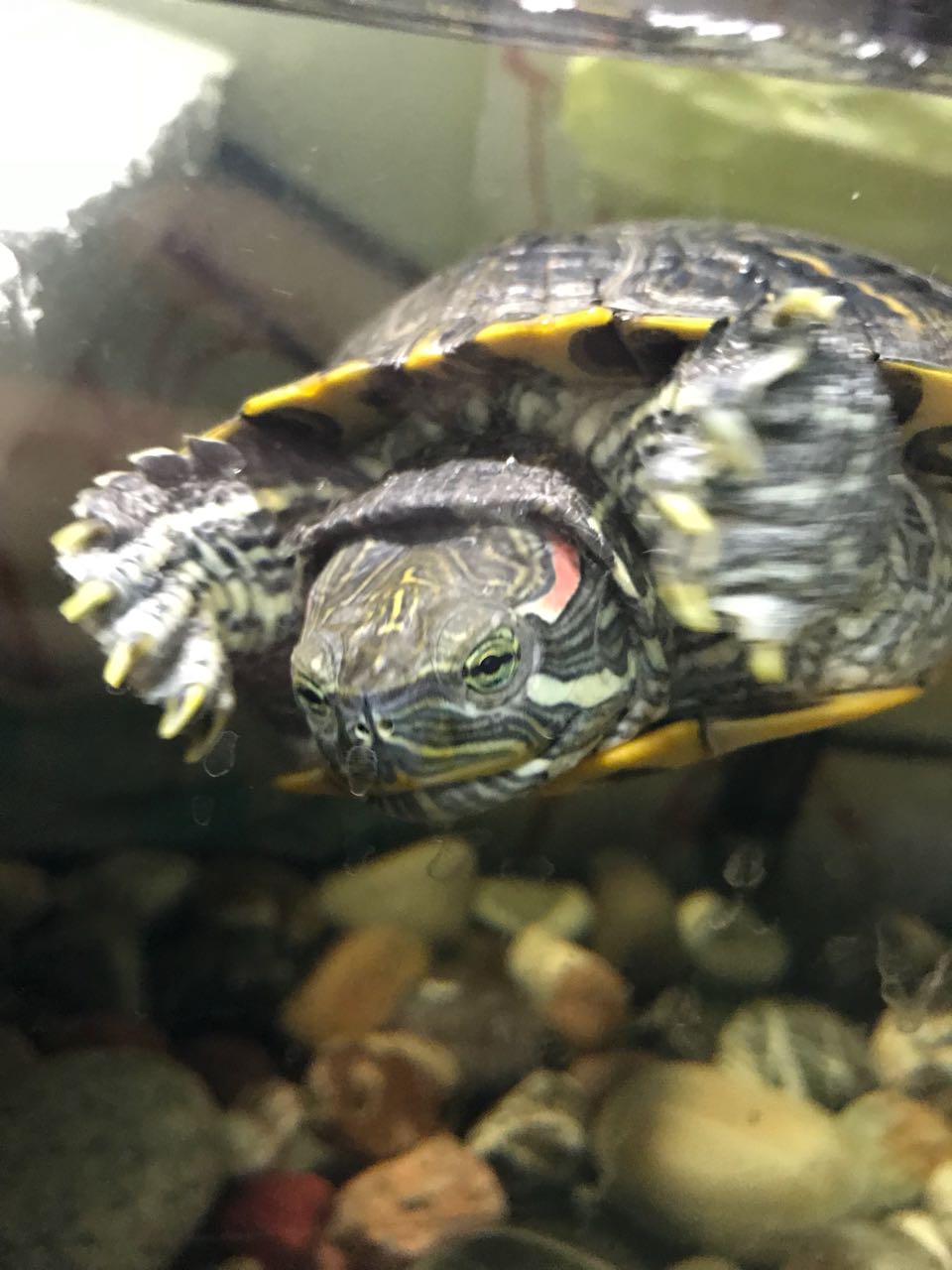 помогите избавиться от плёнки в аквасе у красноухой черепахи