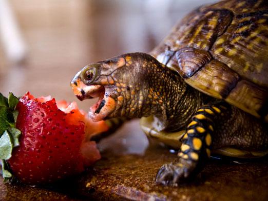 сколько кормить сухопутную черепаху