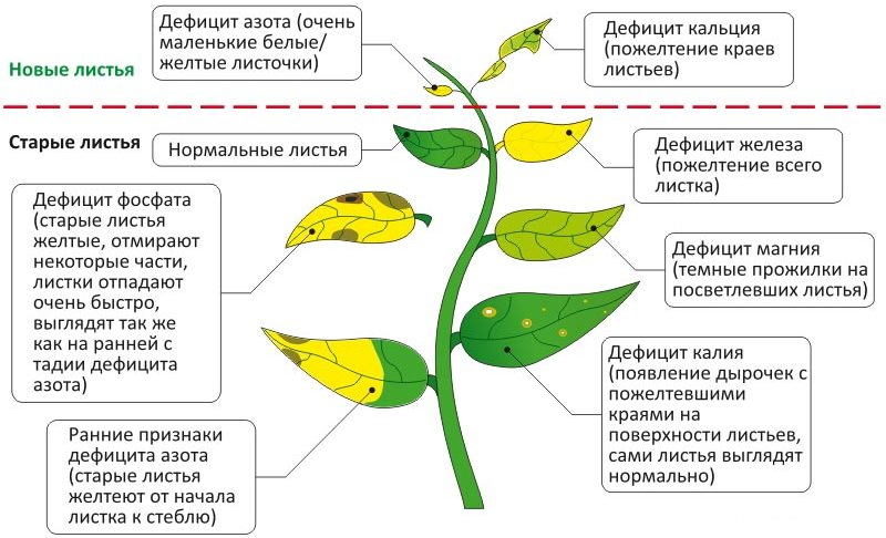 Болезни аквариумных растений. Признаки, причины и способы лечения |