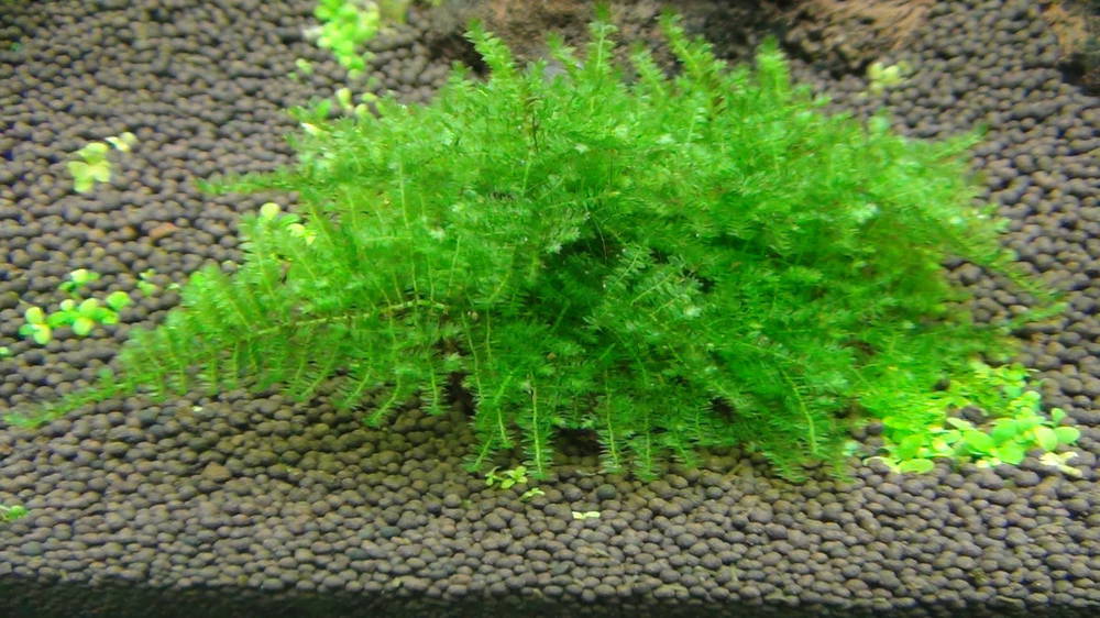 аквариумный мох
