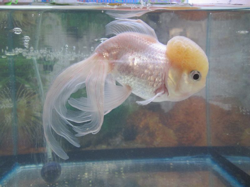 Золотая рыбка грустит