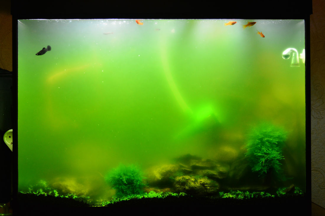 Мутнеет вода в аквариуме причина. Зеленый аквариум. Зеленая вода в аквариуме. Зеленая вола в АК. Аквариум зацвел.