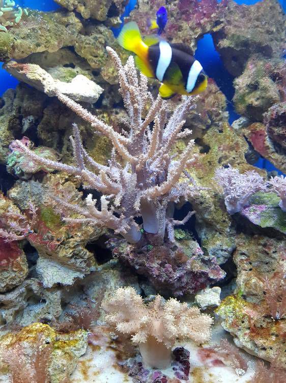 морской коралл полип аквариум