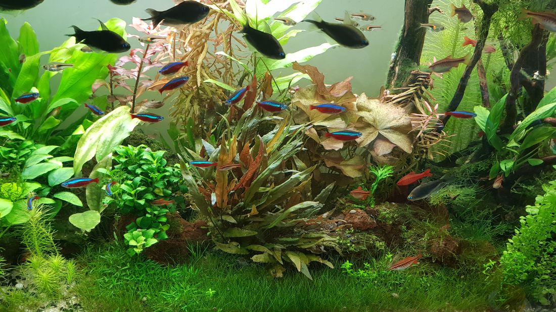 Какую траву в рыбу. Криптокоринник. Аквариум травник Тернеция. Красивый аквариум с рыбками и растениями. Аквариумные рыбки для травника.