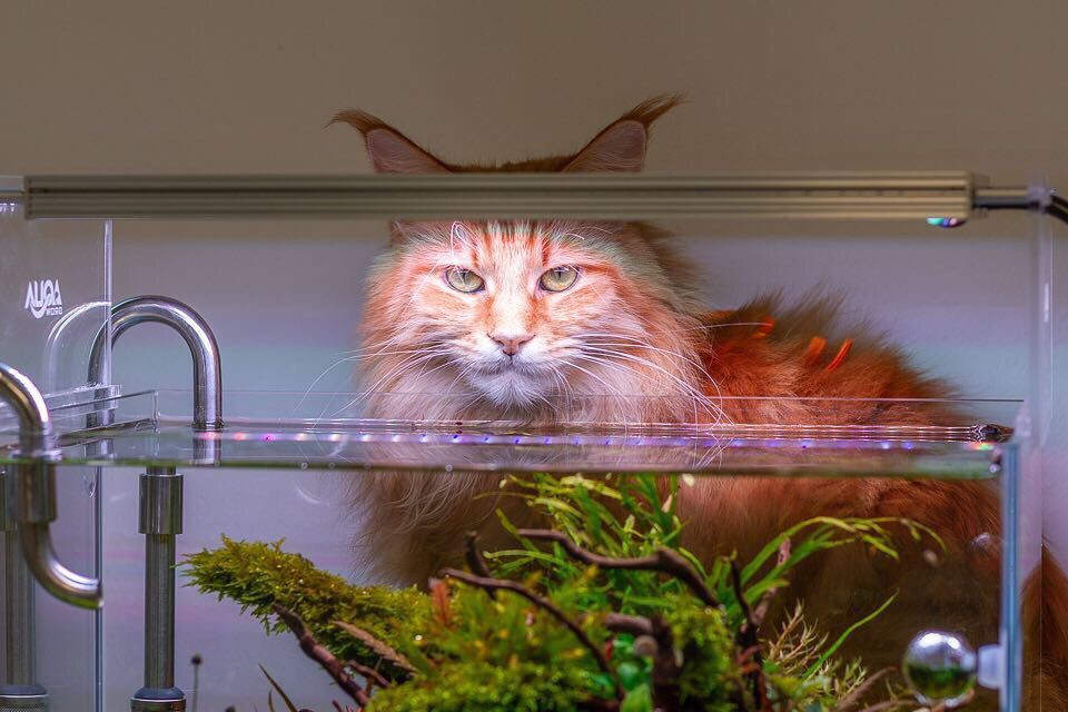 Кот и аквариум красиво.jpg