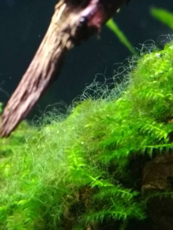Водоросли в аквариуме 100 литров