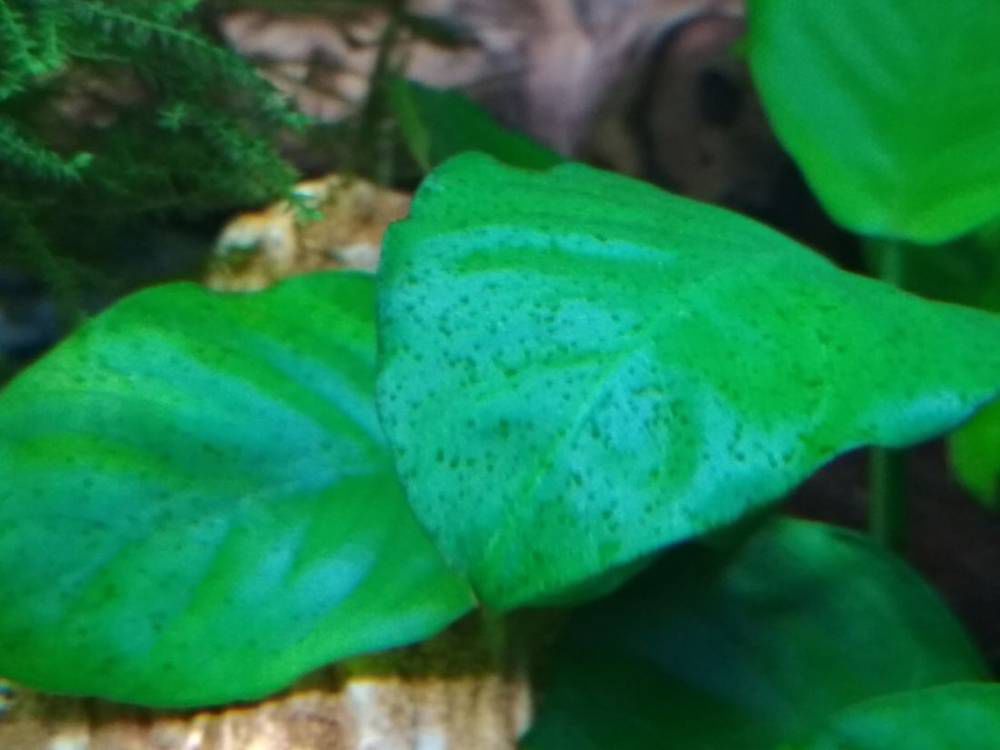 Водоросли в аквариуме 100 литров