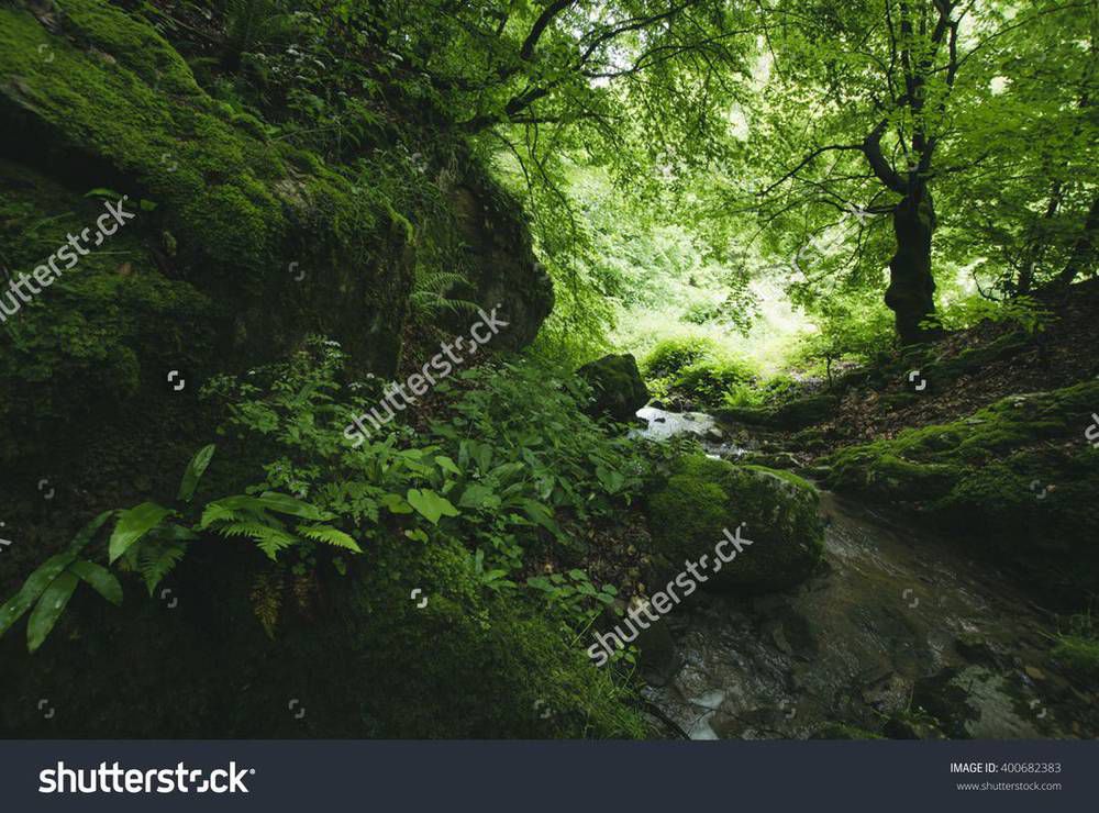 stock-photo-green-forest-river-with-lush-vegetation-400682383.jpg