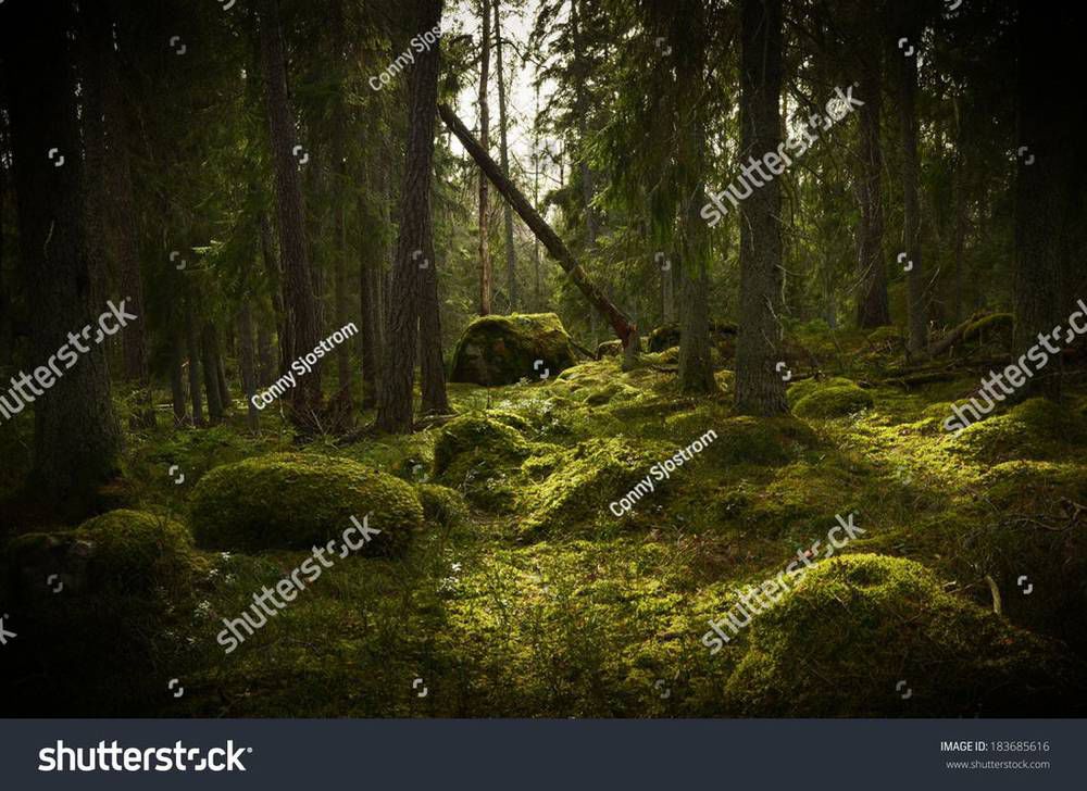 stock-photo-grunge-forest-background-in-sweden-textured-conceptual-image-183685616.jpg