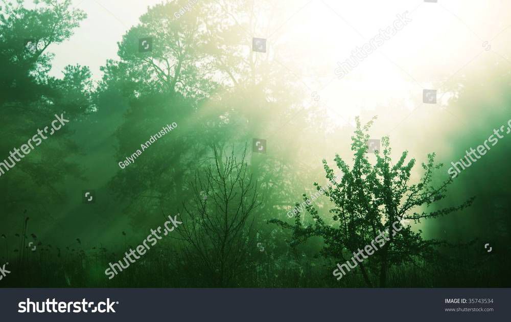 stock-photo-magic-forest-of-misty-35743534.jpg