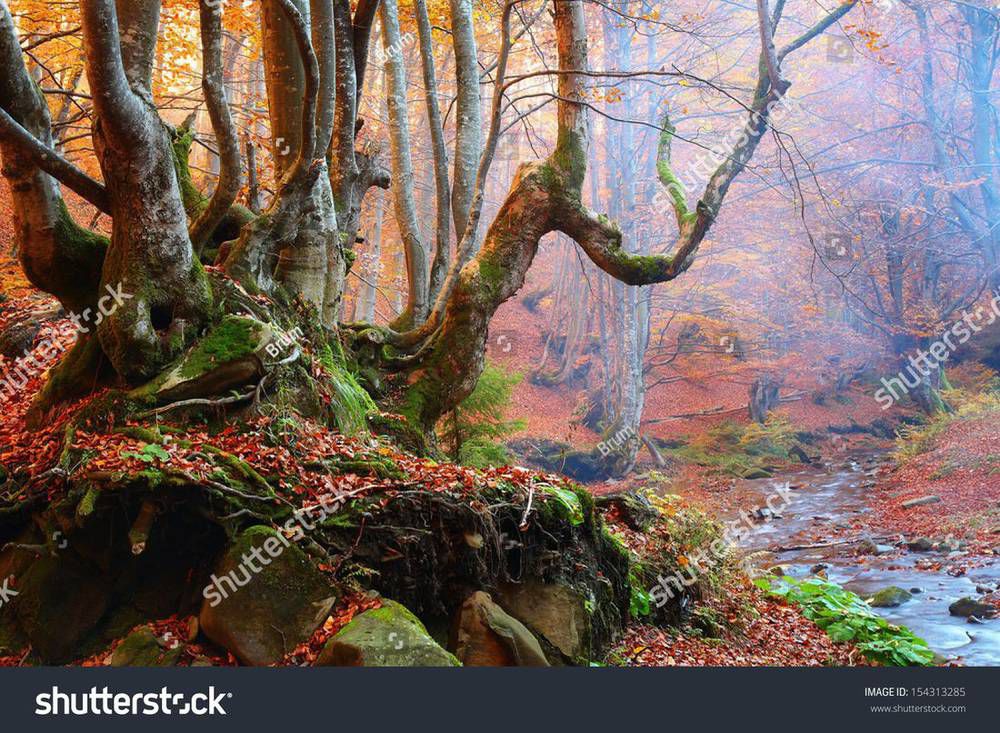 stock-photo-old-tree-in-autumn-forest-154313285.jpg