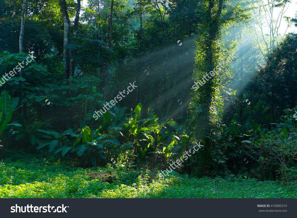 stock-photo-sunny-forest-early-in-the-morning-410085310.jpg