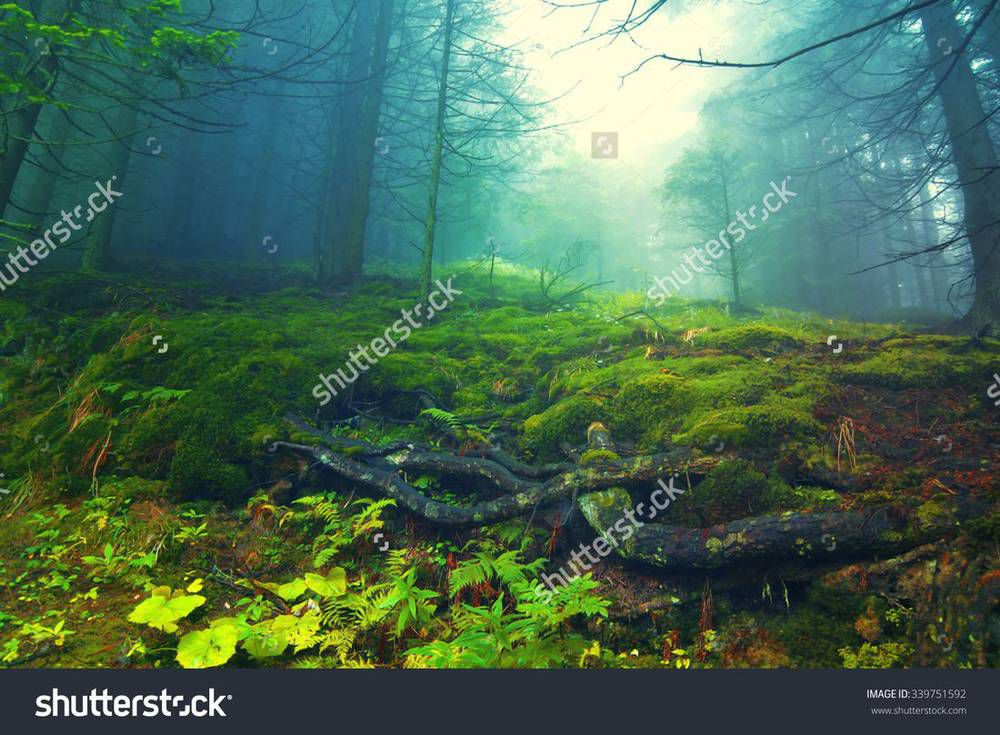 stock-photo-surreal-forest-scene-illustration-339751592.jpg