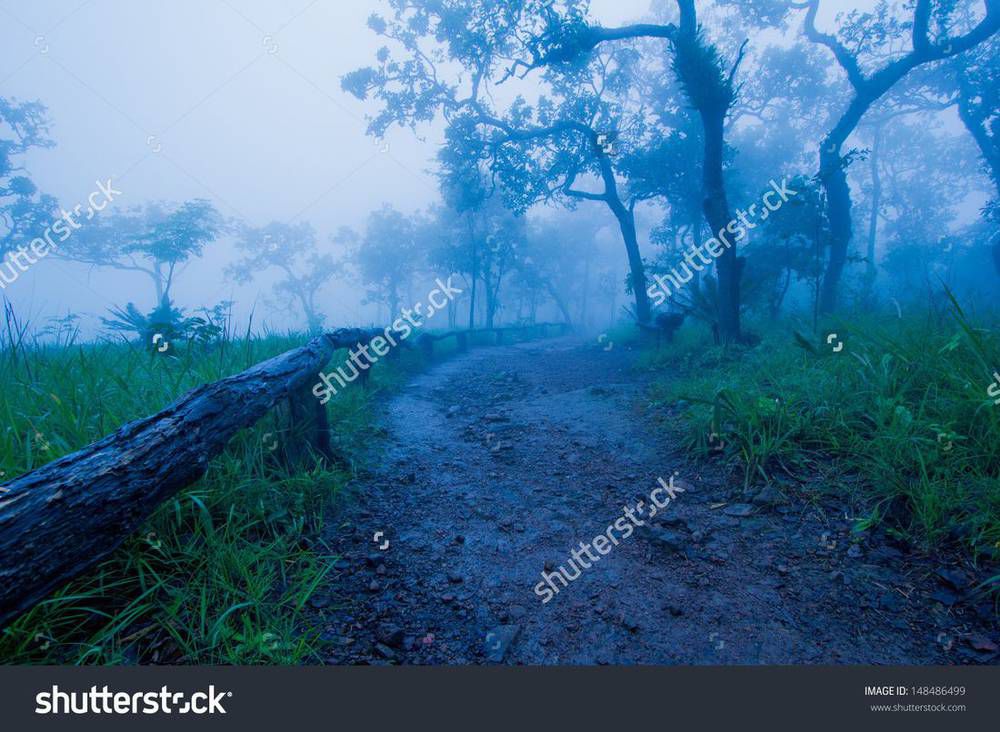 stock-photo-trails-in-tropical-forests-in-thailand-during-the-rainy-season-148486499.jpg