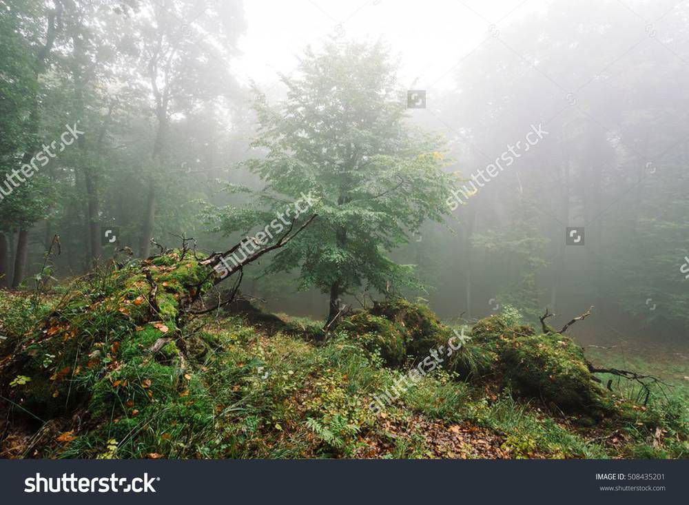 stock-photo-tree-in-fog-is-clearing-508435201.jpg