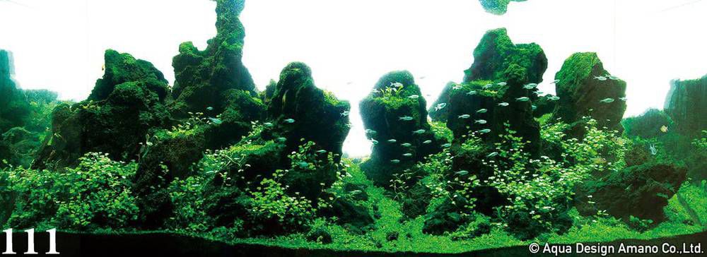 аквариум с мхами