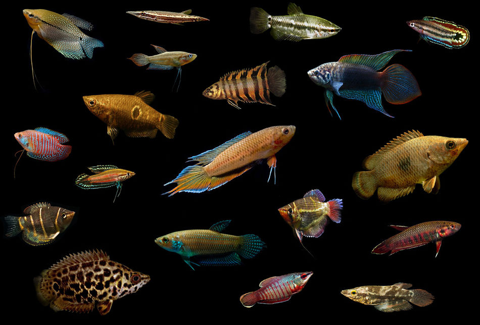 Лабиринтовые рыбки: список видов, перечень названий, фото-видео обзор