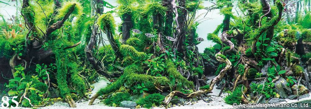 аквариум с растениями красиво