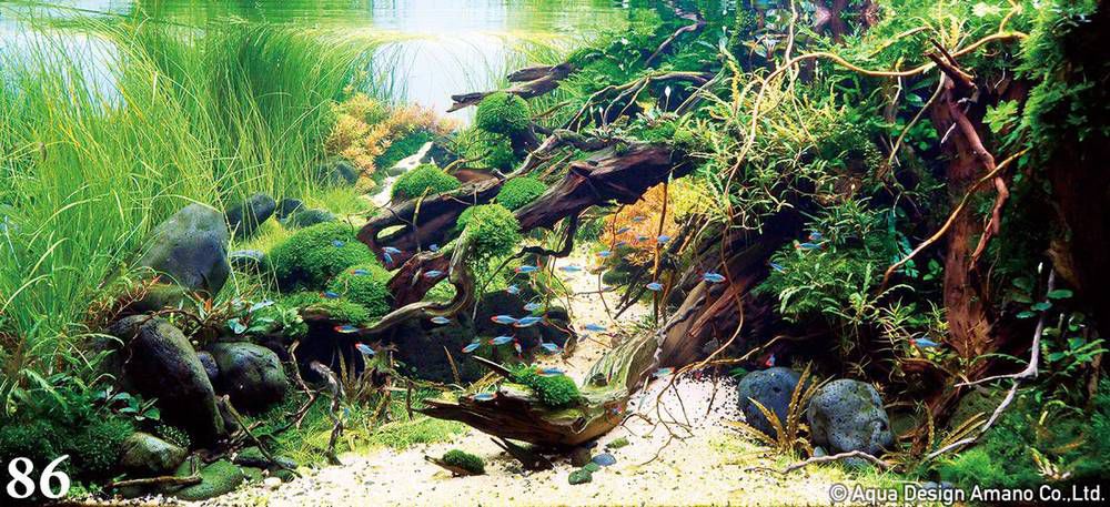 аквариум с растениями красиво