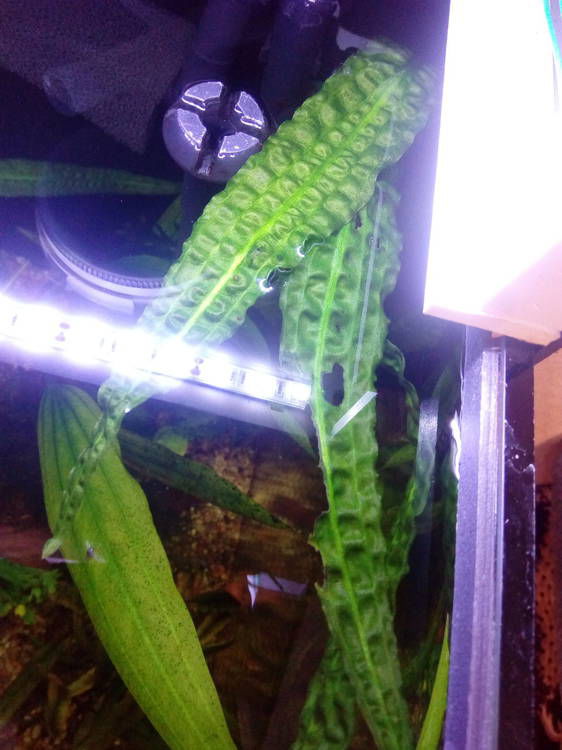 Могут ли появляться дырки на растениях от аквариумных ламп?