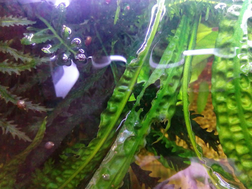 Могут ли появляться дырки на растениях от аквариумных ламп?