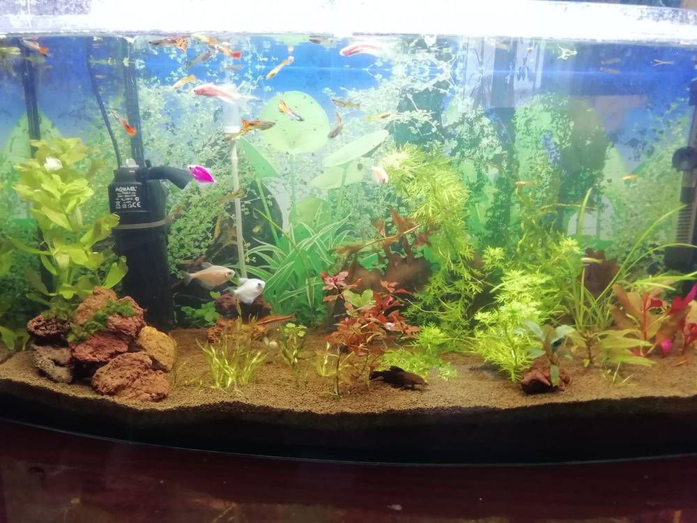 Растворяется <a class='ff-auto-link'href='https://fanfishka.ru/akvariumnye-stati/akvariumnye_rasteniya/1865-ehinodorusy-obzornaya-statya.html' target='_blank'title='Статья на сайте ФФ' >эхинодорус</a> и появился ксенокрокус