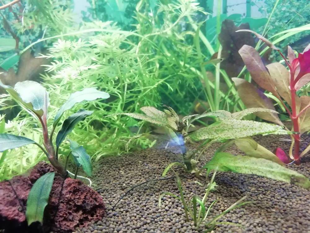 Растворяется <a class='ff-auto-link'href='https://fanfishka.ru/akvariumnye-stati/akvariumnye_rasteniya/1865-ehinodorusy-obzornaya-statya.html' target='_blank'title='Статья на сайте ФФ' >эхинодорус</a> и появился ксенокрокус