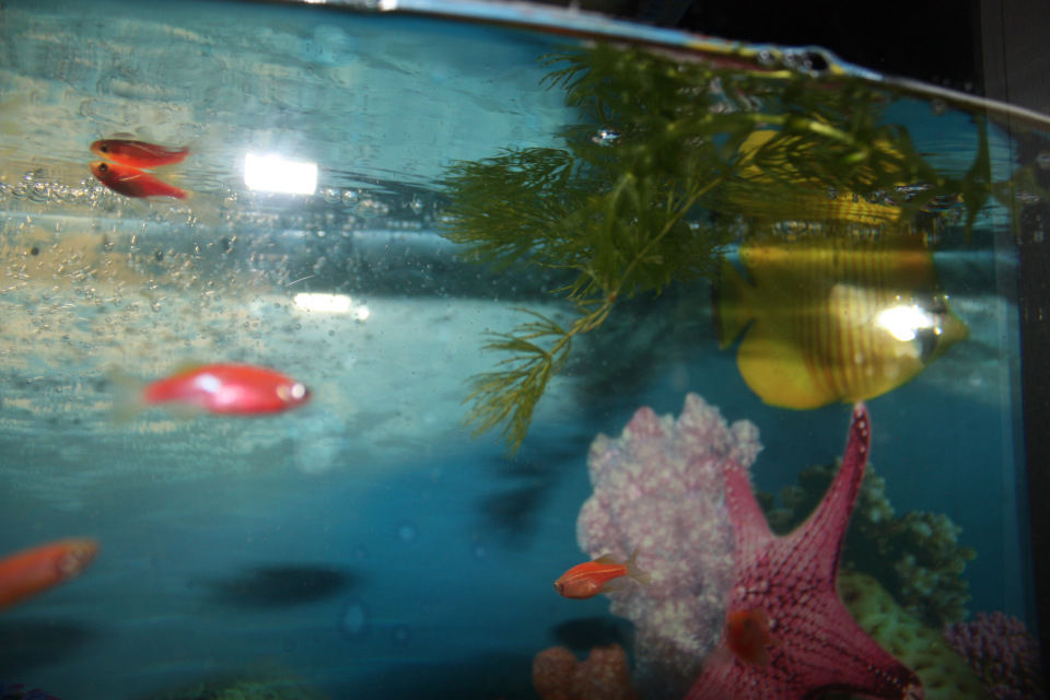 Новичок в аквариумном мире 25 литров запуск