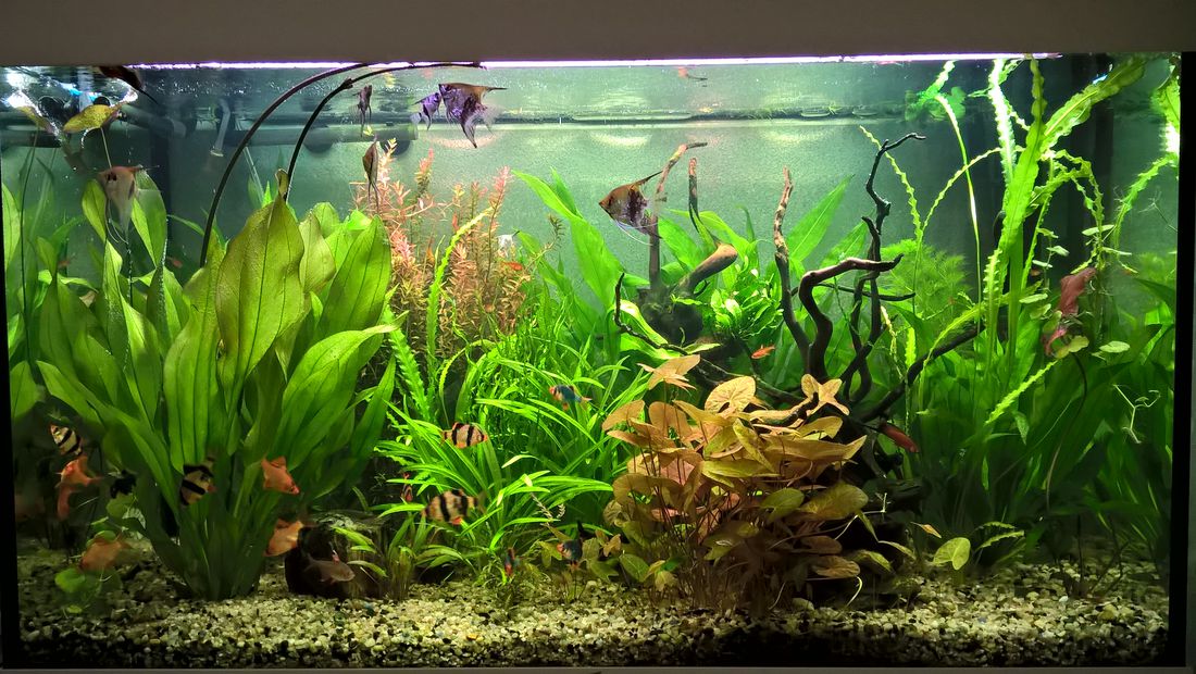 аквариумные растения для запуска аквариума