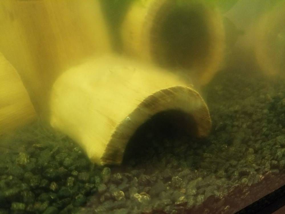 белые усы-1.jpg