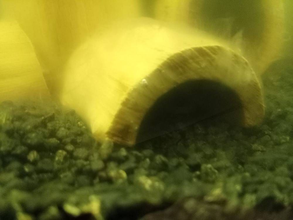 белые усы-2.jpg