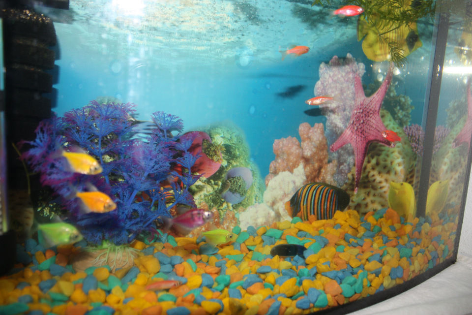 В новый аквариум запустили 14 рыбок. Аквариум 25 литров. Рыбки аквариум 25 литров. Запуск аквариума 25 литров. Мир аквариумов Чебоксары.