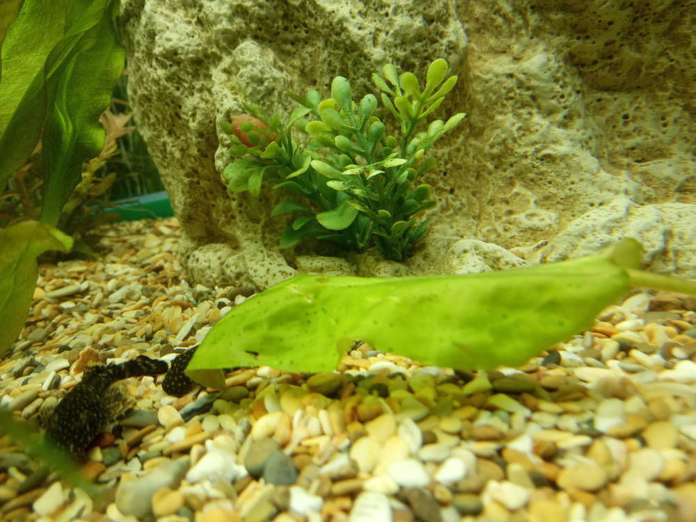 Точечные водоросли в аквариуме, как бороться?